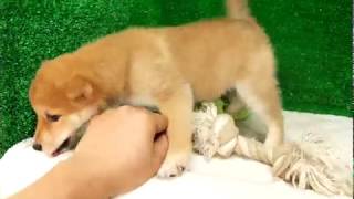 豆柴子犬4-15　女の子♀1　摂州宝山荘　mameshiba dog Puppy （minishiba)