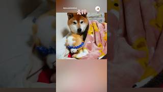 乗っ取られた｜PECO #柴犬 #赤柴 #茶柴 #柴犬のいる暮らし #柴犬大好き #shiba #shibainu #shibainulife #shibainulove