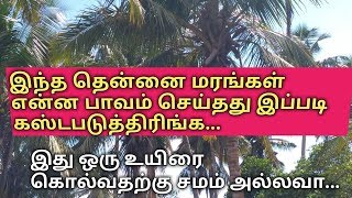 கொத்து கொத்தாக காய்த்த இந்த தென்னை மரங்களை எங்க ஊரிலே எப்படி கொடுமை படுத்துறாங்கனு பாருங்கள்..