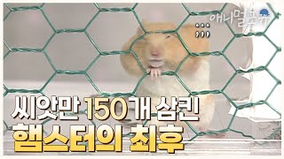 다람쥐보다 해바라기씨를 154개나 더 폭식한 햄스터의 최후, 결국...🐹 ㅣ KBS 스펀지 061111 방송