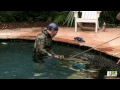 an unwelcome 10 foot long pool guest gator boys