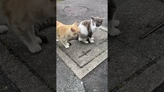 頭突きのプロ猫のシロクロちゃん　#まどいねこ #地域猫 #野良猫