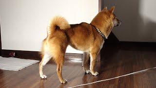 [Unknown] Here is Mameshiba who suddenly started barking at the TV! [Fear]