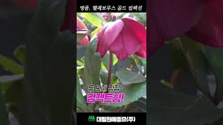 겨울철에 꽃을 피우는 무료함을 달래줄 식물❤️