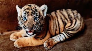 Meet the Playing Tiger Cubs