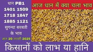 धान के भाव,20 जनवरी 2025 | dhan ke bhav | 1509 dhan ke bhav | basmati dhan mandi bhav | धान का भाव