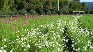 コスモス　和泉リサイクル環境公園　大阪府