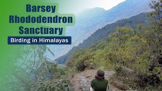 Barsey rhododendron sanctuary , Sikkim - A birding vlog in Eastern Himalayas, @IndianBirdVideos