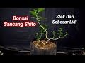 Cara Membuat Bonsai Sancang Shito Dari Stek Sebesar Lidi 🔥🔥🔥