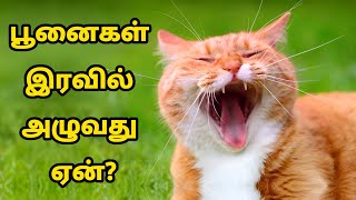 விதவிதமாக கத்தும் பூனைகளின் தேவைகள் என்ன? | What Do Different Cat Sounds Mean?