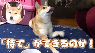 【柴犬さくら】待つのが嫌いな柴犬に「ごはん待て」ができるのか？ SHIBA INU SAKURA　Can Shiba - dogs disliked to wait \