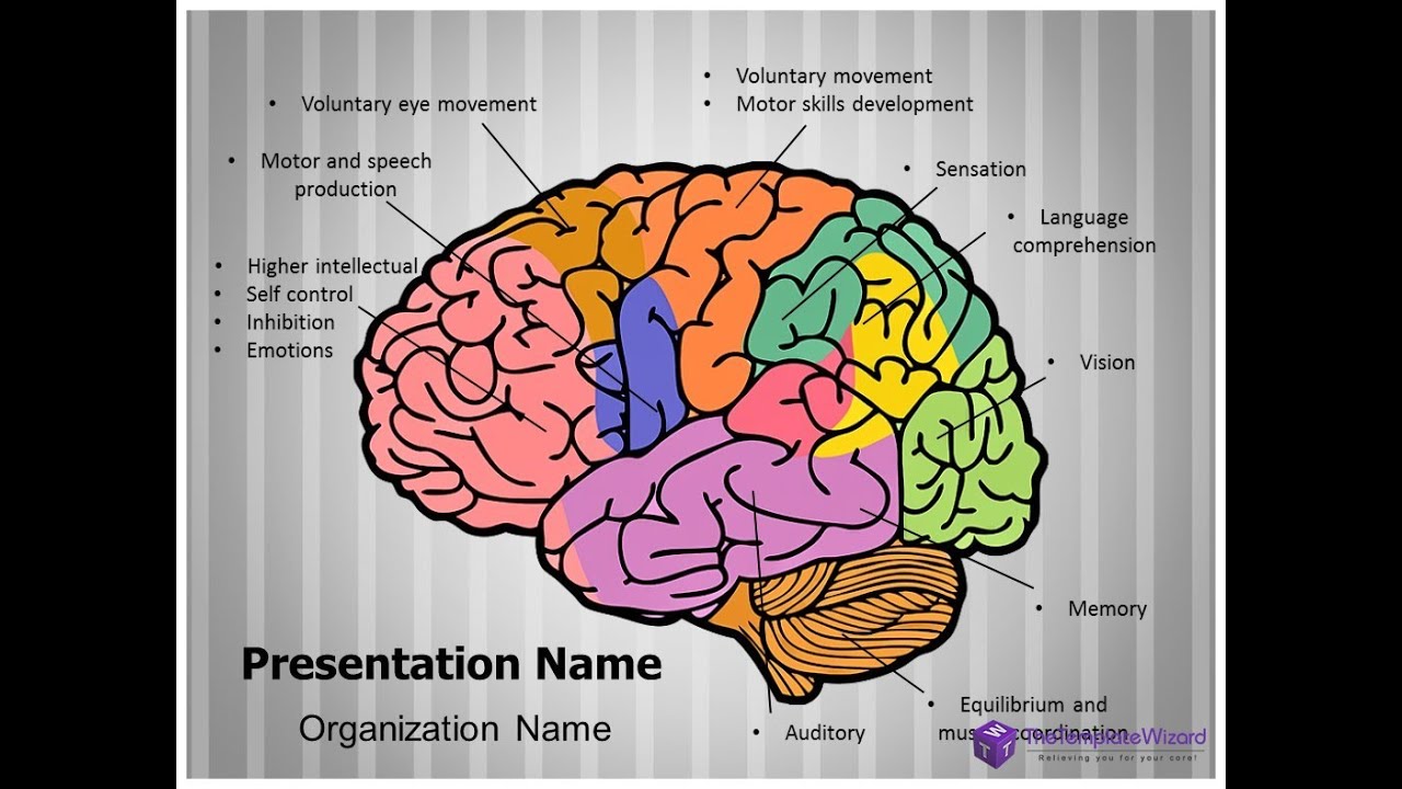 Brain Template For Powerpoint