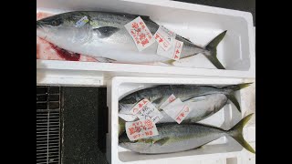 2023 12 19の若狭小浜の魚達！　定置網の魚　ブリ！ひらまさ！