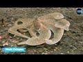 நீங்கள் நம்பமுடியாத உயிரினங்கள் top 10 incredible animals therindhumtheriyamalum animalfacts