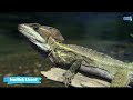 நீங்கள் நம்பமுடியாத உயிரினங்கள் top 10 incredible animals therindhumtheriyamalum animalfacts