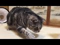 水を飲む猫のどアップが可愛い