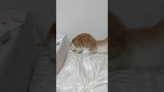 猫ホリホリ