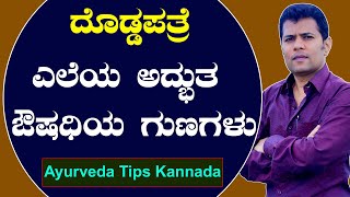 ದೊಡ್ಡಪತ್ರೆ ಎಲೆಯ ಔಷಧಿಗಳು | Ayurveda tips in Kannada | Praveen Babu | Health Tips Kannada