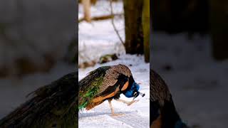 beautiful peacock #shortvideo