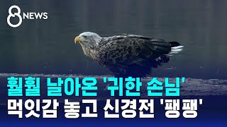 훨훨 날아온 '귀한 손님'…먹잇감 놓고 신경전 '팽팽' / SBS 8뉴스