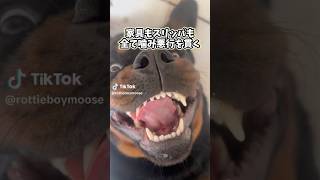 犬さんの動画見て笑ったら寝ろwwwww