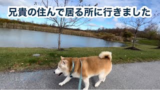 柴犬貴教！兄貴の住むアパートに行きました！