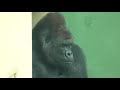 シャバーニ。 キヨマサとアニーの喧嘩にネネが突撃して仲裁。nene rushes to the fight between kiyo and annie. ゴリラ gorilla shabani