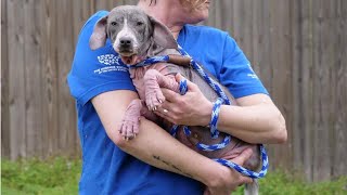 Loretta and Jolene |  Rescued Dogs from Florida Hoarding Case March 2020