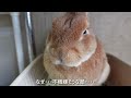 危険を察知すると飼い主を置き去りにしてフルスピードで避難するウサギ　 no.1360