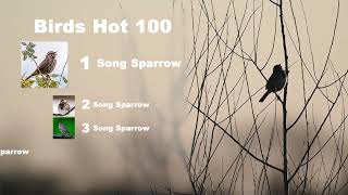 For the Birds - Song Sparrow