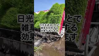 田んぼに紙を敷いて田植え！？【ＪＡ新潟かがやき】 #新潟県 #阿賀野市 #ささかみ #shorts