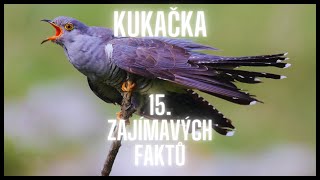 Kukačka 15.  Zajímavých faktů / a Cuckoo 15. Interesting facts