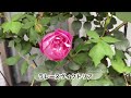 【薔薇が咲いた！】薔薇の状態や蕾のチェック！　クリスマスローズの花後ドライフラワーに！