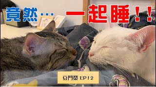 【豆鬥榮 EP12】 死對頭貓咪睡一起　有可能嗎？