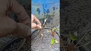 durian cuttings durian technique tree