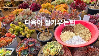 다육이 튼실하게 잘키우는방법~!!물주기가 가장중요해요~#.흙.화분선택.통풍.적당한영양제.저면관수