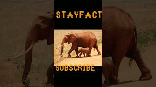 हाथी की सूंघने की क्षमता विश्व में सबसे ज्यादा| #short #senseofsmellofelephant #StayFact #elephant