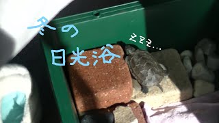 クサガメ冬の日光浴【Reeve's turtle】