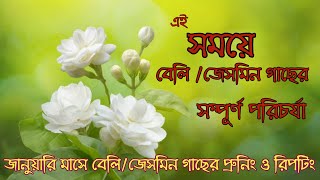 || জানুয়ারি মাসে বেলি জেসমিন ফুল গাছের সম্পূর্ণ পরিচর্যা ||  #realhomegarden