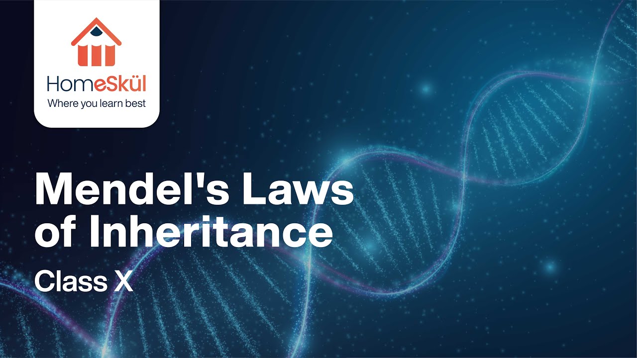 Mendel's Laws Of Inheritance | Heredity And Evolution Class 10 ...