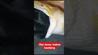 ular makan kambing #shortvideo #shortsvideo #rshorts #hewanlucu #hewanmenggemaskan #berangberang