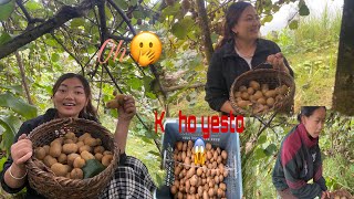 किवि टिप्दा के भयो यस्तो 😱OMG 😨 Video antim samm heridinu hola 👋 subscribe pani la 🫢