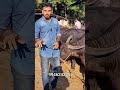 കൊള്ളന്നൂർ കന്നുകാലി ചന്ത shorts kollanoorchanda cowmarket buffallo goatfarming pets