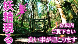 ⚠️神回※妖精の姿を見れたらとんでもない強運です。次々と良い事が起こり始めます。もし逃したら二度とありません｜上色見熊野座神社遠隔参拝128