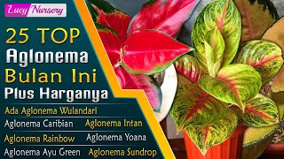 25 JENIS AGLAONEMA TERLARIS DI BULAN INI PLUS HARGANYA