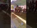 Camel qurbani 2025 #balaghal#2025#eiduladha#qurbani#beautiful@Adimehar213 @theunpaidyoutuber