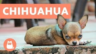 10 Facts about Chihuahuas You Need to Know