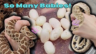 Our Hognose Laid a HUGE Clutch of Eggs!