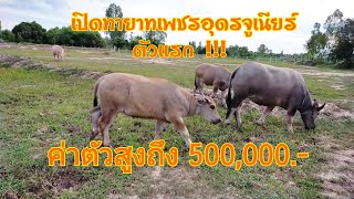 ทายาทเพขรอุดร จูเนียร์ ตัวแรกของคอก พ่อเสมียน ค่าตัวสูงถึง 500,000.-