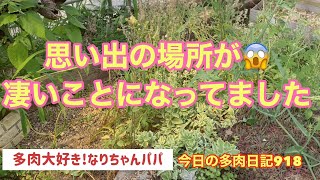 【多肉植物】【ガーデニング】【農家】【農業】【農園】【園芸】思い出の場所が凄い事に😱😱😱　　　多肉大好き！なりちゃんパパ　多肉奮闘記その918